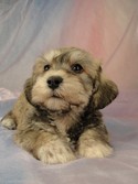 Male schnoodle puppy for sale #27 Born March 20, 2012